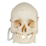 Real Research Quality Human Skeleton – Disarticulated – 4535 g
