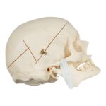 Real Research Quality Human Skeleton – Disarticulated – 4535 g