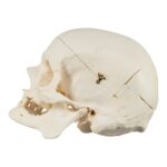 Real Research Quality Human Skeleton – Disarticulated – 4535 g