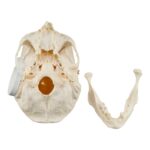 Real Research Quality Human Skeleton – Disarticulated – 4535 g