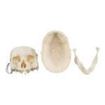 Real Research Quality Human Skeleton – Disarticulated – 4535 g
