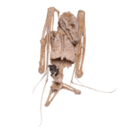 Real Straw-colored Fruit Bat Skeleton – Dried