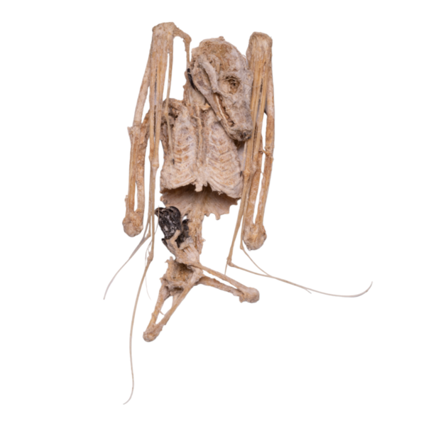 Real Straw-colored Fruit Bat Skeleton – Dried