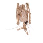 Real Straw-colored Fruit Bat Skeleton – Dried