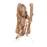 Real Straw-colored Fruit Bat Skeleton – Dried