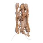 Real Straw-colored Fruit Bat Skeleton – Dried