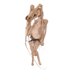 Real Straw-colored Fruit Bat Skeleton – Dried