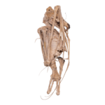 Real Straw-colored Fruit Bat Skeleton – Dried