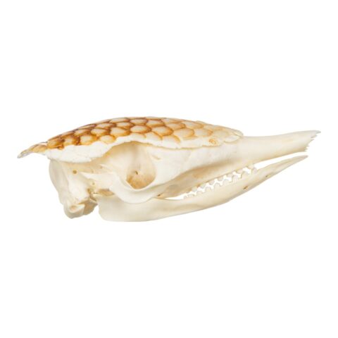 Real Nine-banded Armadillo Skull