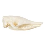 Real Nine-banded Armadillo Skull