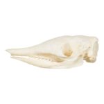 Real Nine-banded Armadillo Skull