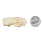 Real Western Spotted Skunk Skull