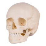Replica Human Child Skull – 6-year-old