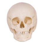 Replica Human Child Skull – 6-year-old