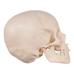 Replica Human Child Skull – 6-year-old