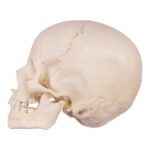 Replica Human Child Skull – 6-year-old