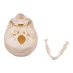 Replica Human Child Skull – 6-year-old