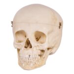 Replica Human Child Skull – 6-year-old with Exposed Dentition