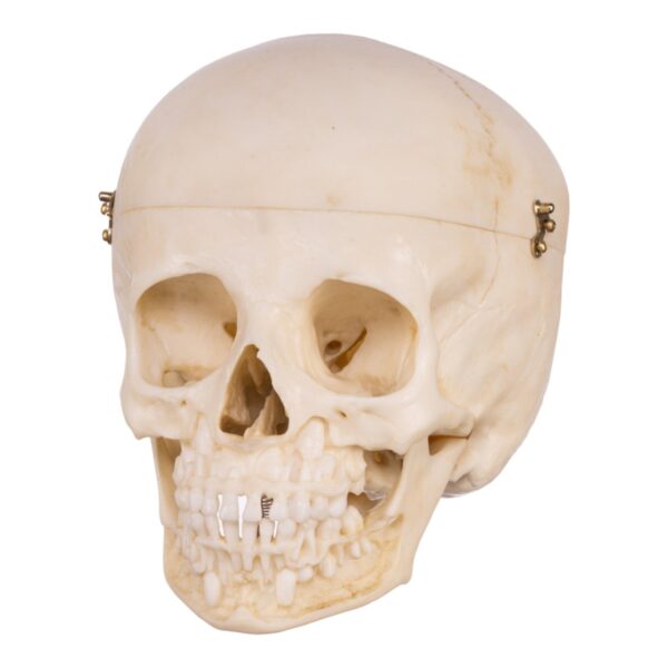 Replica Human Child Skull – 6-year-old with Exposed Dentition