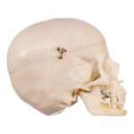 Replica Human Child Skull – 6-year-old with Exposed Dentition