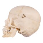 Replica Human Child Skull – 6-year-old with Exposed Dentition