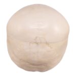 Replica Human Child Skull – 6-year-old with Exposed Dentition