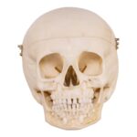 Replica Human Child Skull – 6-year-old with Exposed Dentition