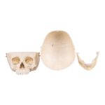 Replica Human Child Skull – 6-year-old with Exposed Dentition