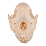 Real Domestic Dog Skull – German Shepherd Puppy