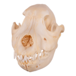 Real Domestic Dog Skull – German Shepherd Puppy