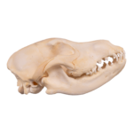 Real Domestic Dog Skull – German Shepherd Puppy