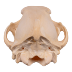 Real Domestic Dog Skull – German Shepherd Puppy
