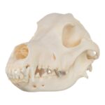 Real Domestic Dog Skull – Wirehaired Pointing Griffon