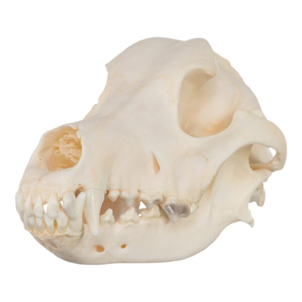 Real Domestic Dog Skull – Wirehaired Pointing Griffon