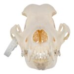 Real Domestic Dog Skull – Wirehaired Pointing Griffon