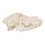 Real Domestic Dog Skull – Wirehaired Pointing Griffon