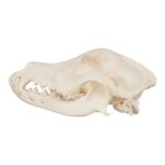 Real Domestic Dog Skull – Wirehaired Pointing Griffon