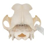 Real Domestic Dog Skull – Wirehaired Pointing Griffon