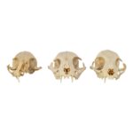 Real Bag-O-Domestic Cat Skulls