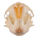 Real Idaho Pocket Gopher Skull