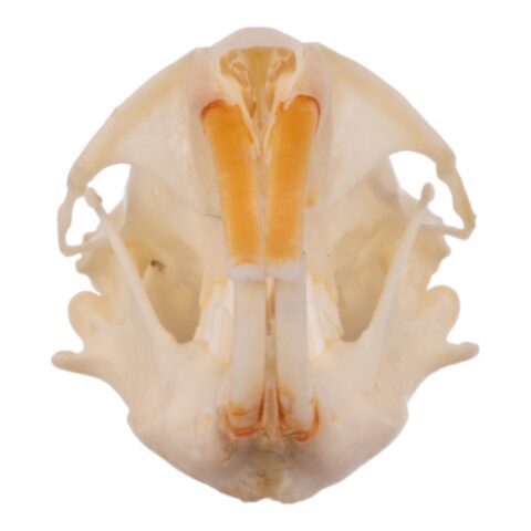 Real Idaho Pocket Gopher Skull