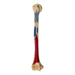 Real Human Humerus – Painted – 114 g