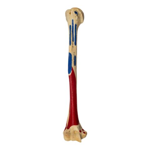 Real Human Humerus - Painted - 114 g