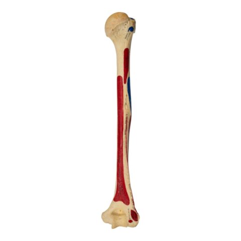 Real Human Humerus - Painted - 114 g