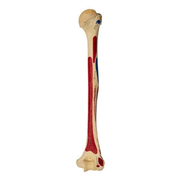 Real Human Humerus – Painted – 114 g