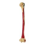 Real Human Humerus – Painted – 114 g