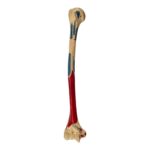 Real Human Humerus – Painted – 114 g