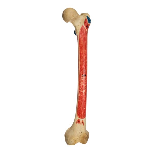 Real Human Femur – Painted