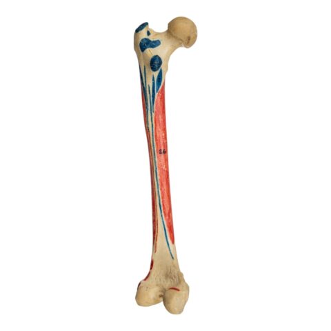 Real Human Femur - Painted