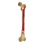 Real Human Femur – Painted